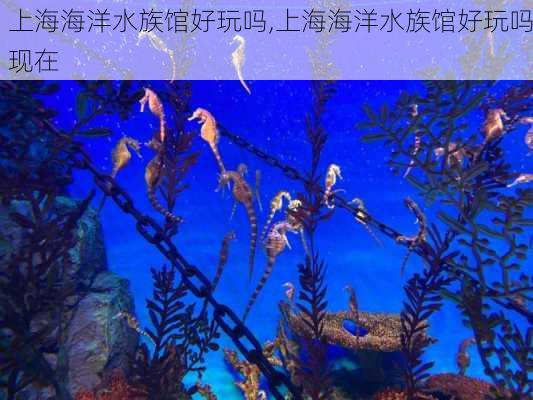 上海海洋水族馆好玩吗,上海海洋水族馆好玩吗现在