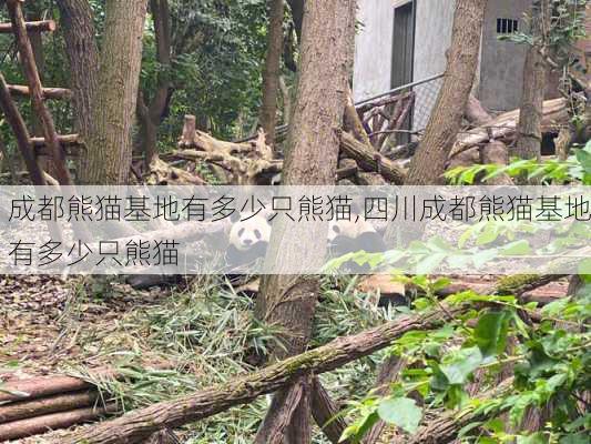 成都熊猫基地有多少只熊猫,四川成都熊猫基地有多少只熊猫