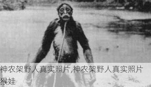 神农架野人真实照片,神农架野人真实照片 猴娃