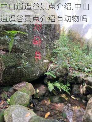 中山逍遥谷景点介绍,中山逍遥谷景点介绍有动物吗