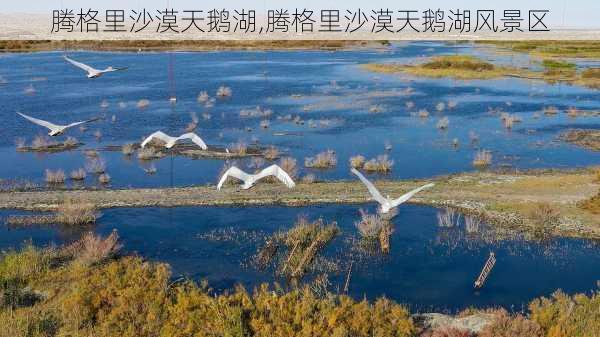 腾格里沙漠天鹅湖,腾格里沙漠天鹅湖风景区