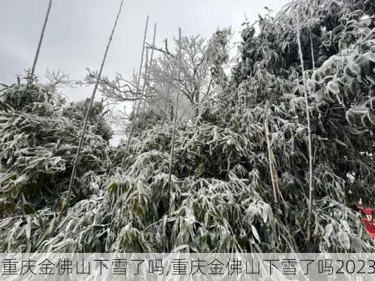 重庆金佛山下雪了吗,重庆金佛山下雪了吗2023