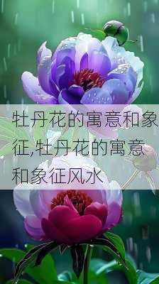 牡丹花的寓意和象征,牡丹花的寓意和象征风水