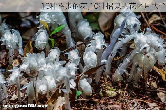 10种招鬼的花,10种招鬼的花图片大全