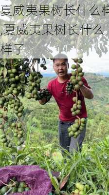 夏威夷果树长什么样,夏威夷果树长什么样子