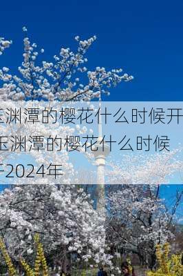 玉渊潭的樱花什么时候开,玉渊潭的樱花什么时候开2024年