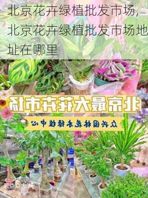 北京花卉绿植批发市场,北京花卉绿植批发市场地址在哪里