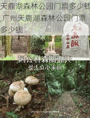 天鹿湖森林公园门票多少钱,广州天鹿湖森林公园门票多少钱