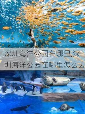 深圳海洋公园在哪里,深圳海洋公园在哪里怎么去