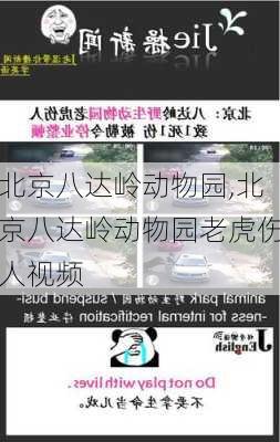 北京八达岭动物园,北京八达岭动物园老虎伤人视频